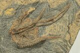 Ordovician Fossil Starfish With Two Brittle Stars - Morocco #249067-3